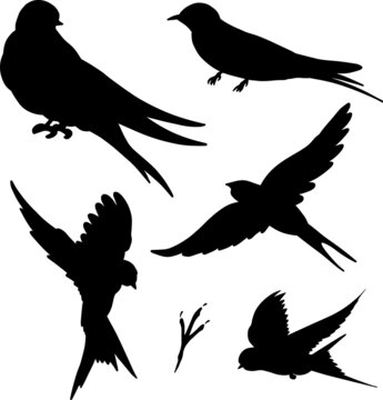 Set Of Hand Drawn Black Swallow Silhouette Birds, Vector File