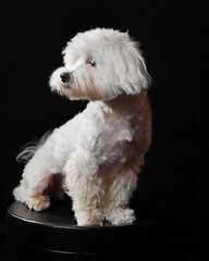 trained white little maltese dog