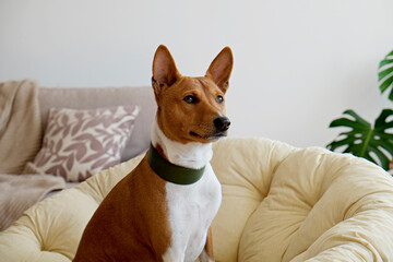 Cute sleepy Basenji with big ears sitting in a dog bed. Small adorable doggy with funny fur stains resting in a lounger. Close up, copy space for text, background.