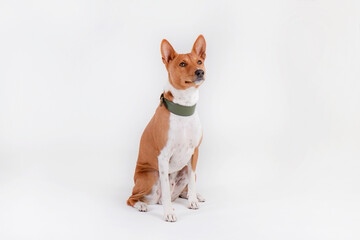 Portrait of two year old Basenji dog with big ears isolated on white background. Small adorable doggy with red and white fur markings. Close up, copy space.