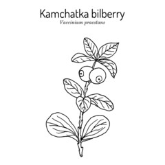 Kamchatka bilberry Vaccinium praestans , edible and medicinal plant