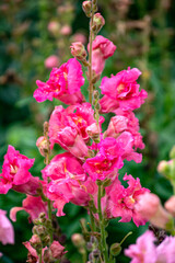Pink snapdragon flower in the garden bed.