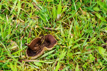 Brown ear-shaped mushroom growing in the lawn.