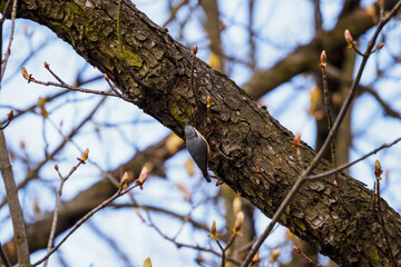 Sitta europaea - Nuthatch on a tree trunk.