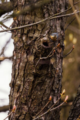 Sitta europaea - Nuthatch on a tree trunk.