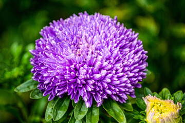 Purple double aster flower in the garden on the flowerbed.