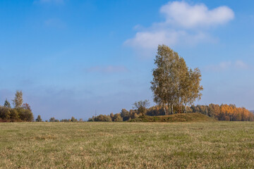 AUTUMN VIEW OF A LONE TREE GROWING IN THE CENTER OF POLA JAWORZNO POLSKA