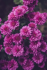 Purple Chrysanthemum