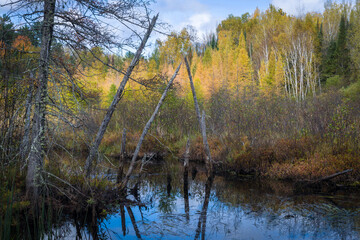Morning light on autumn birch trees surrounding a northern Wisconsin tamarack bog.