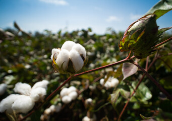 Fototapeta na wymiar Cotton field is ready to harvest, Cotton ball in full bloom, agriculture farm concept and cloudy sky. 