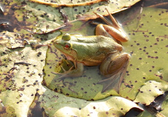 frog on a lotus leaf