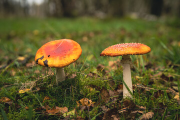 red cap fungi mushroom toxic fungi on the forest floor