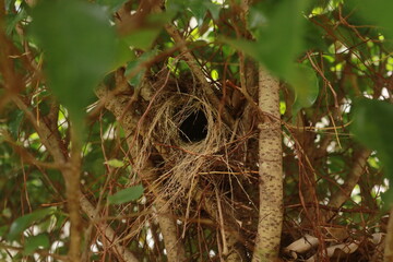 bird nest in the bush