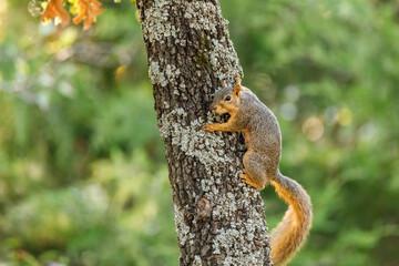 squirrel in a tree eating a nut