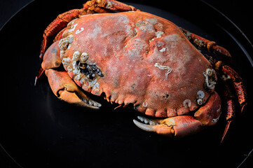 Crab on black background. Seafood with copy space