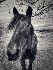 horse in a field