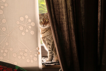 Katze auf einer Fensterbank
