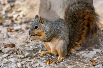 Naklejka na ściany i meble squirrel in a tree eating a nut
