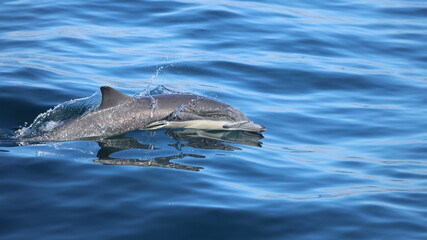 dolphin in the water