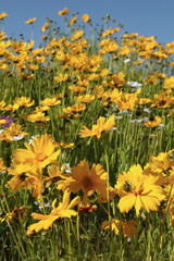 Fototapeta premium Jachère fleurie de coreopsis