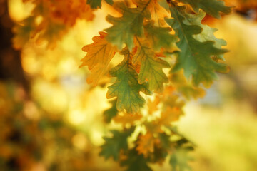 Golden autumn maple leaves view. Autumn maple leafs background. Autumn maple leaves.