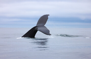 humpback whale in the water, humpback fluke 