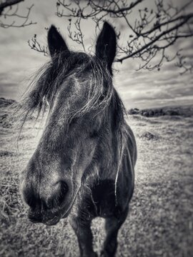 horse in a field