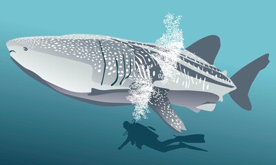 Naklejka premium tiburon ballena