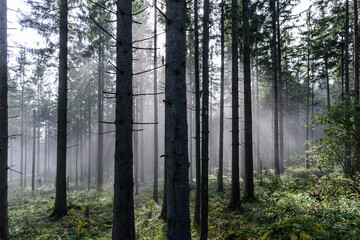Nebel im Bergwald mit Sonnenstrahlen