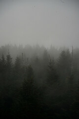 Fog in a pine forest