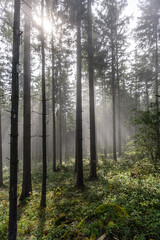 Nebel im Bergwald mit Sonnenstrahlen