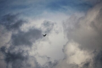 birds in the sky