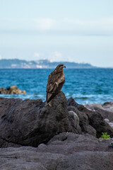 sea hawk on rock