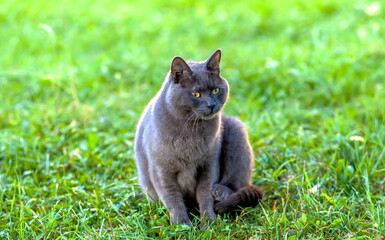 Naklejka na ściany i meble Gray cat breed British on the background of green grass closeup