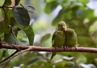 Periquito-de-encontro-amarelo