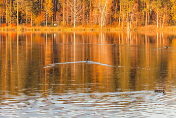 Ducks in the autumn pond