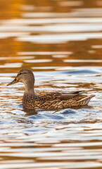 Ducks in the autumn pond