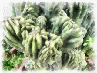distorted shaped cactus watercolor style illustration impressionist painting.