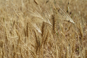 Barley in Peru's altiplano