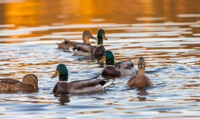 Ducks in the autumn pond