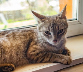 Young grey cat on the windowsill closeup