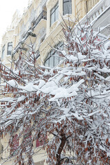 The pure white snow on the tree branch