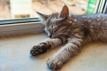 Young grey cat on the windowsill closeup