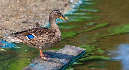 Ducks on the pond in the summer closeup