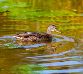 Ducks on the water pond in summer closeup