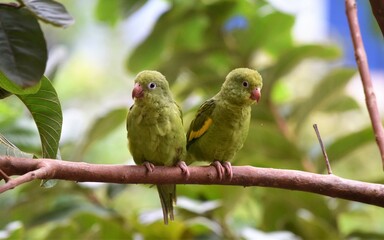 Periquito-de-encontro-amarelo