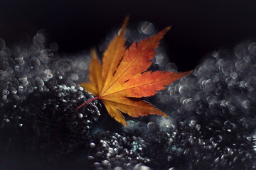 Jesienny liść i bokeh 