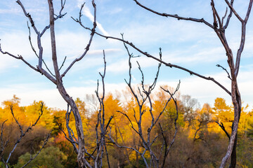 Branches of tree without leaves against blue sky and colorful foliage in fall season in park. Autumn background.