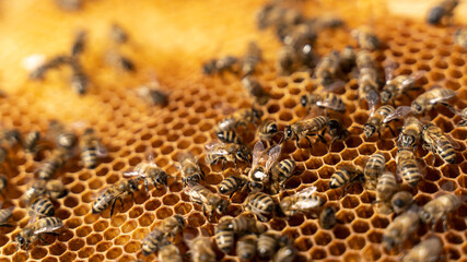 marked queen bee is eaten on honeycombs for offspring. Bee honeycombs, like a queen sowing, brood. 