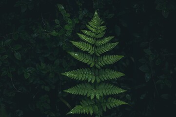 Fototapeta na wymiar green fern in the forest Russia 